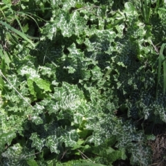 Silybum marianum (Variegated Thistle) at Latham, ACT - 6 Mar 2023 by pinnaCLE