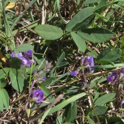 Glycine tabacina (Variable Glycine) at Umbagong District Park - 6 Mar 2023 by pinnaCLE