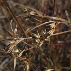 Juncus homalocaulis at Hawker, ACT - 10 Mar 2023