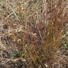 Juncus homalocaulis at Hawker, ACT - 10 Mar 2023 02:20 PM