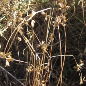 Juncus homalocaulis at Hawker, ACT - 10 Mar 2023 02:20 PM