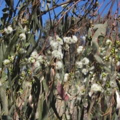 Eucalyptus bridgesiana (Apple Box) at Hawker, ACT - 10 Mar 2023 by pinnaCLE