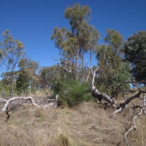 Eucalyptus bridgesiana at Hawker, ACT - 10 Mar 2023