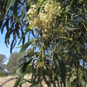 Acacia implexa at Hawker, ACT - 10 Mar 2023