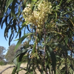 Acacia implexa (Hickory Wattle, Lightwood) at Hawker, ACT - 10 Mar 2023 by pinnaCLE