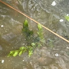 Ceratophyllum demersum (Hornwort) at Lake Burley Griffin West - 11 Mar 2023 by JaneR