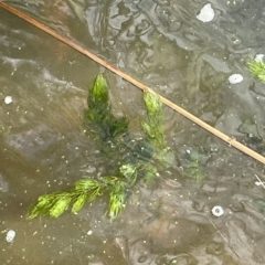 Ceratophyllum demersum (Hornwort) at Yarralumla, ACT - 11 Mar 2023 by JaneR