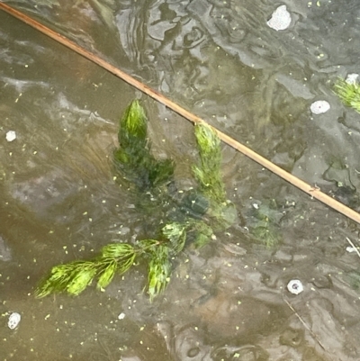 Ceratophyllum demersum (Hornwort) at Yarralumla, ACT - 11 Mar 2023 by JaneR