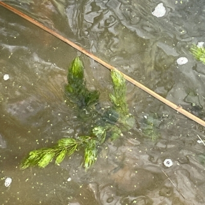 Ceratophyllum demersum (Hornwort) at Lake Burley Griffin West - 11 Mar 2023 by JaneR