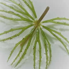Ceratophyllum demersum at Yarralumla, ACT - 11 Mar 2023