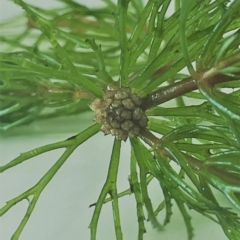 Ceratophyllum demersum at Yarralumla, ACT - 11 Mar 2023