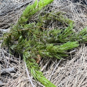 Ceratophyllum demersum at Yarralumla, ACT - 11 Mar 2023