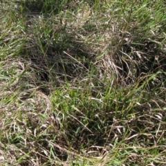 Microlaena stipoides (Weeping Grass) at Hawker, ACT - 10 Mar 2023 by pinnaCLE
