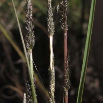 Sporobolus creber (Slender Rat's Tail Grass) at The Pinnacle - 10 Mar 2023 by pinnaCLE