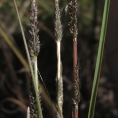 Sporobolus creber (Slender Rat's Tail Grass) at Hawker, ACT - 10 Mar 2023 by pinnaCLE