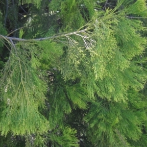 Exocarpos cupressiformis at Hawker, ACT - 10 Mar 2023