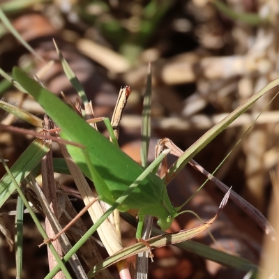 Polichne parvicauda (Short-tailed Polichne) at Wodonga, VIC - 12 Mar 2023 by KylieWaldon