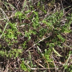 Cheilanthes sieberi (Rock Fern) at The Pinnacle - 10 Mar 2023 by pinnaCLE