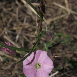 Convolvulus angustissimus subsp. angustissimus at Hawker, ACT - 10 Mar 2023 02:40 PM