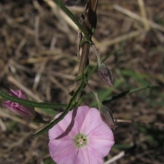 Convolvulus angustissimus subsp. angustissimus (Australian Bindweed) at Hawker, ACT - 10 Mar 2023 by pinnaCLE