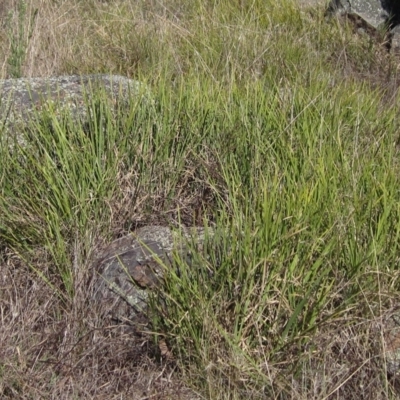 Lomandra filiformis subsp. coriacea (Wattle Matrush) at Hawker, ACT - 10 Mar 2023 by pinnaCLE