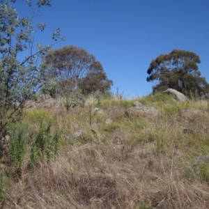 Lomandra filiformis subsp. coriacea at Hawker, ACT - 10 Mar 2023