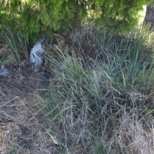 Dianella revoluta at Hawker, ACT - 10 Mar 2023