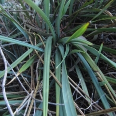 Dianella revoluta at Hawker, ACT - 10 Mar 2023