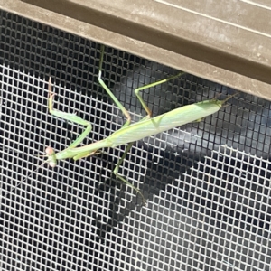 Pseudomantis albofimbriata at Greenleigh, NSW - 12 Mar 2023 12:04 PM