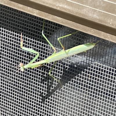 Pseudomantis albofimbriata (False garden mantis) at Greenleigh, NSW - 12 Mar 2023 by Hejor1