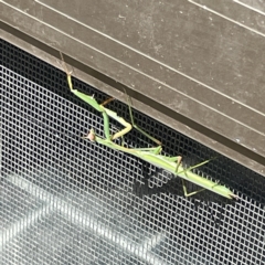 Pseudomantis albofimbriata at Greenleigh, NSW - 12 Mar 2023 12:04 PM