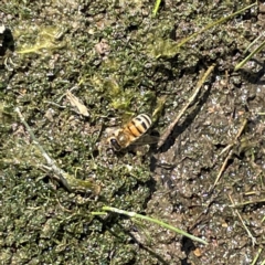 Apis mellifera (European honey bee) at QPRC LGA - 12 Mar 2023 by Hejor1