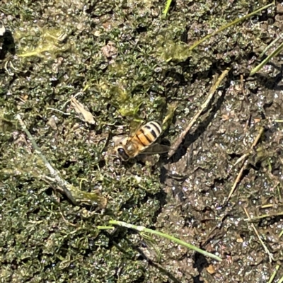 Apis mellifera (European honey bee) at QPRC LGA - 12 Mar 2023 by Hejor1