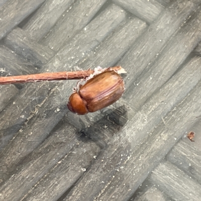 Sericesthis sp. (genus) (A cockchafer) at Greenleigh, NSW - 12 Mar 2023 by Hejor1