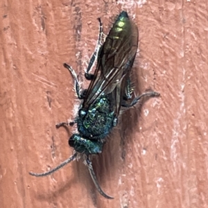 Aglaotilla sp. (genus) at Greenleigh, NSW - 12 Mar 2023