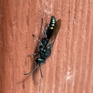 Aglaotilla sp. (genus) at Greenleigh, NSW - 12 Mar 2023