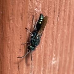 Aglaotilla sp. (genus) at Greenleigh, NSW - 12 Mar 2023