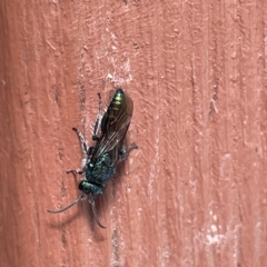 Aglaotilla sp. (genus) at Greenleigh, NSW - 12 Mar 2023