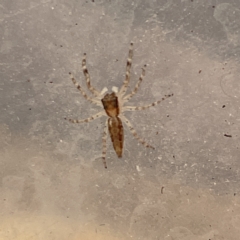 Helpis minitabunda (Threatening jumping spider) at QPRC LGA - 12 Mar 2023 by Hejor1