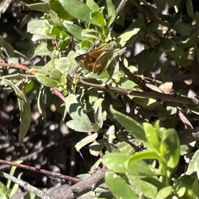 Ocybadistes walkeri (Green Grass-dart) at Greenleigh, NSW - 12 Mar 2023 by Hejor1