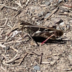 Gastrimargus musicus (Yellow-winged Locust or Grasshopper) at Karabar, NSW - 12 Mar 2023 by Hejor1