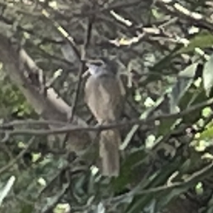 Caligavis chrysops at Karabar, NSW - 12 Mar 2023