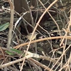 Sericornis frontalis (White-browed Scrubwren) at Karabar, NSW - 12 Mar 2023 by Hejor1