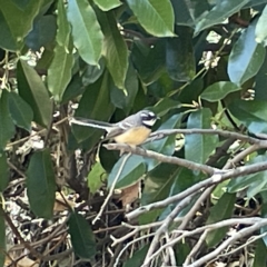 Rhipidura albiscapa (Grey Fantail) at QPRC LGA - 12 Mar 2023 by Hejor1