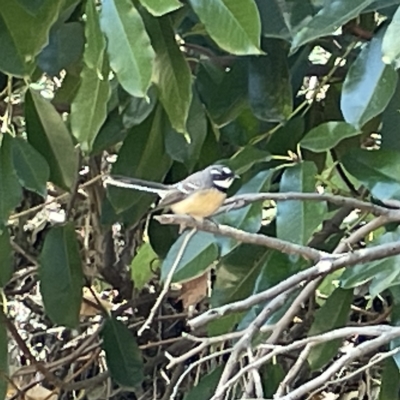 Rhipidura albiscapa (Grey Fantail) at Karabar, NSW - 12 Mar 2023 by Hejor1