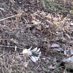 Rhipidura albiscapa at Karabar, NSW - 12 Mar 2023