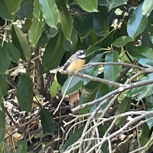 Rhipidura albiscapa at Karabar, NSW - 12 Mar 2023