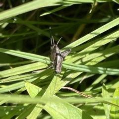 Bobilla sp. (genus) (A Small field cricket) at Karabar, NSW - 12 Mar 2023 by Hejor1