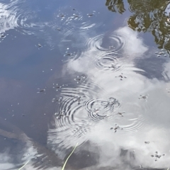 Gerridae (family) (Unidentified water strider) at Karabar, NSW - 12 Mar 2023 by Hejor1