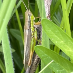 Bermius brachycerus (A grasshopper) at Karabar, NSW - 12 Mar 2023 by Hejor1